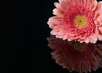 The Bautista Blueprint: Deconstructing the Net Worth of a Hollywood Reinvention