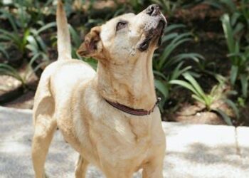 The Dog Millionaire: Deconstructing the Contradictory Fortune of Duane Chapman