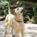 The Dog Millionaire: Deconstructing the Contradictory Fortune of Duane Chapman
