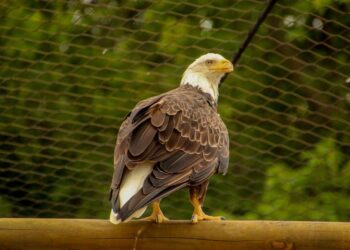 I Was Wrong About Net Worth: The Real Story of Brian O’Halloran’s Financial Ecosystem