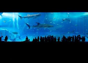 The BuggyBeds Net Worth: A Forensic Analysis of a Shark Tank Legend