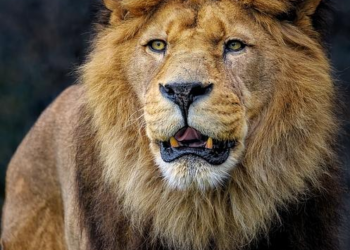 The Lion’s Share: A Financial Anatomy of Carin León’s Musical Empire