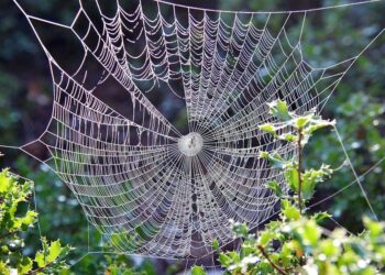 Beyond the Balance Sheet: Deconstructing Skai Jackson’s Net Worth as a Modern Financial Ecosystem