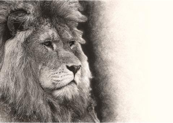 The Wildfire and the Weed: A Financial Ecology of Spencer Pratt’s Net Worth