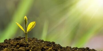 The Prenup Paradox: How a Financial Contract Forged Ali Wong’s $10 Million Empire