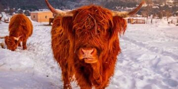 The Farm and the Flywheel: Deconstructing the Real Net Worth of Tommy Paul