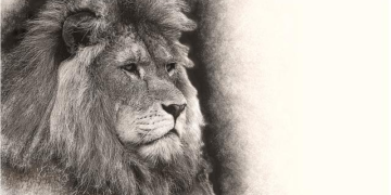 The Unarmed Warrior: Measuring the True Worth of Tony Dow